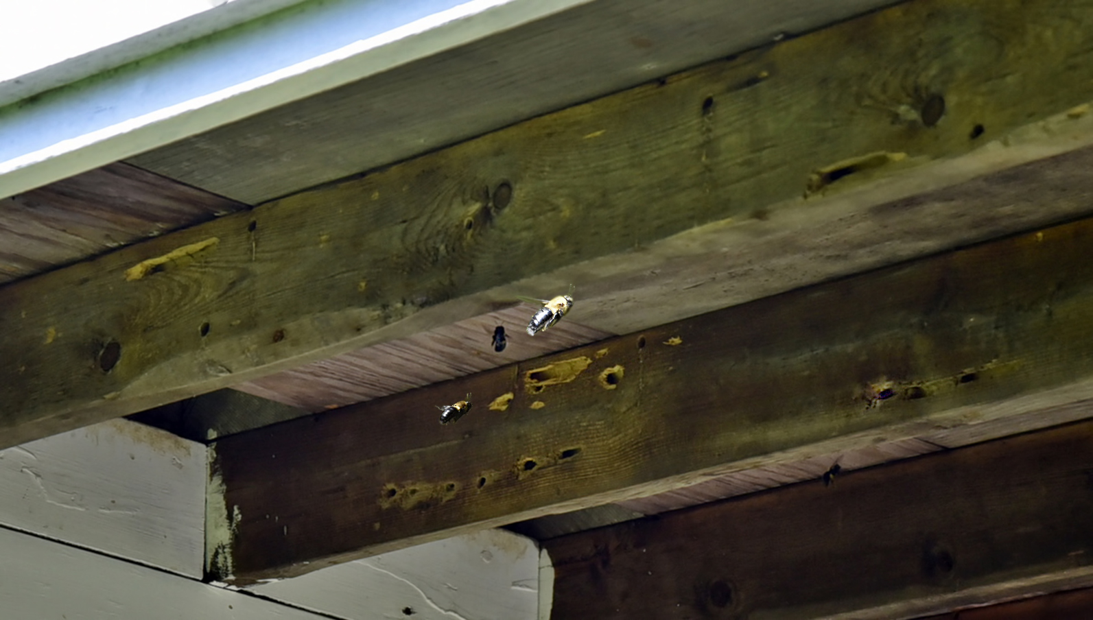 Carpenter bees flyng around nesting gallery entrance
